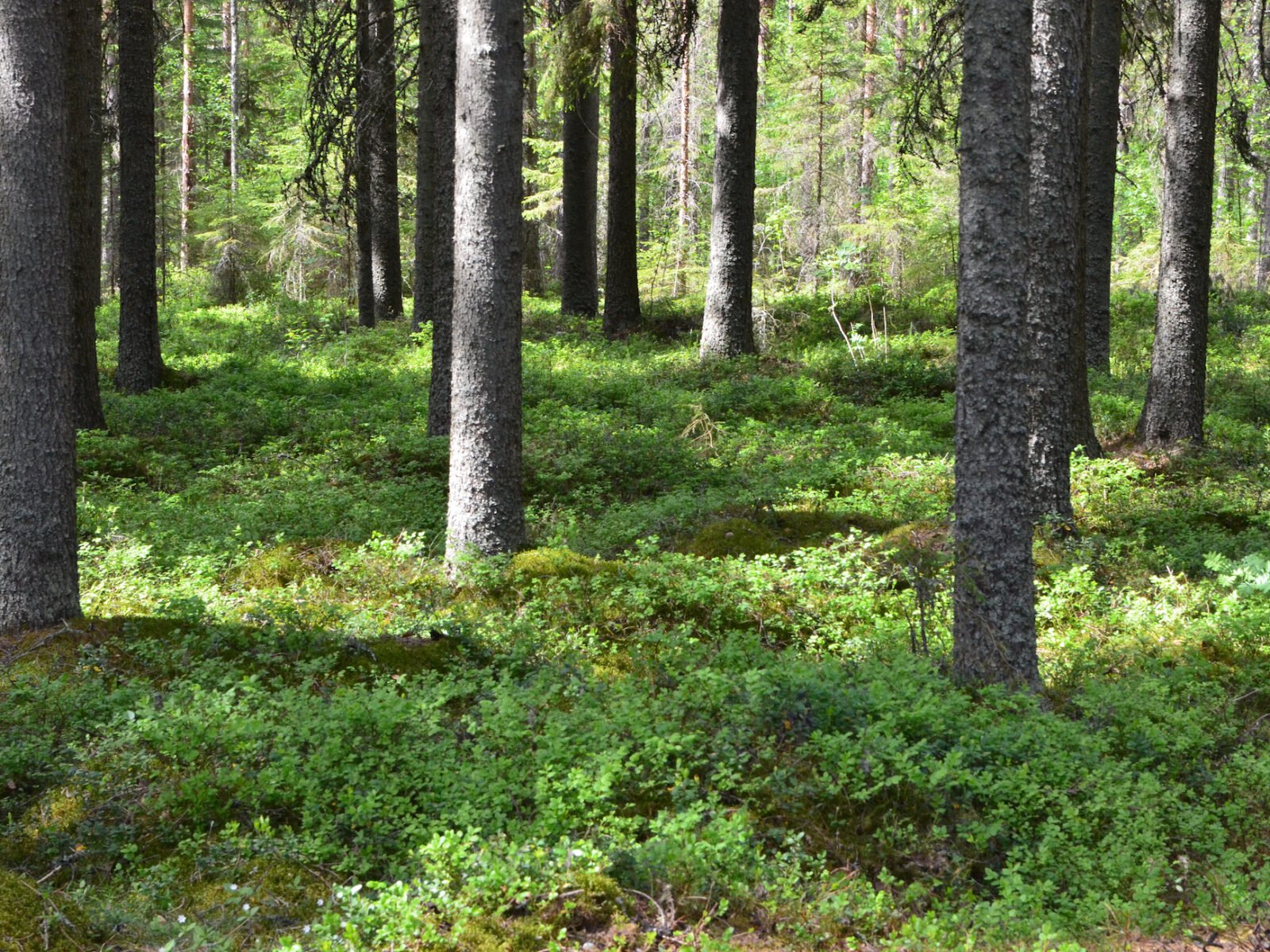 Kestävä kehitys